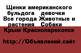 Щенки американского бульдога ( девочки) - Все города Животные и растения » Собаки   . Крым,Красноперекопск